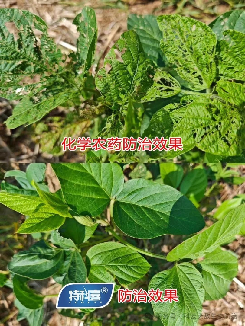科云®特科喜®甜菜夜蛾核型多角體病毒防治甜菜夜蛾效果，得到全省生物防治“三進(jìn)”行動(dòng)專(zhuān)家教授的一致肯定